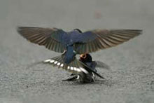 Birds Love 2